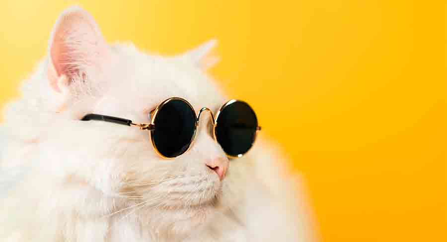 200 noms de chats féminins sympas - img
