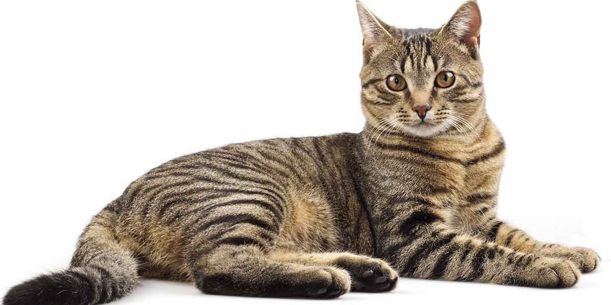 202 Adorables noms de chats tabby - img