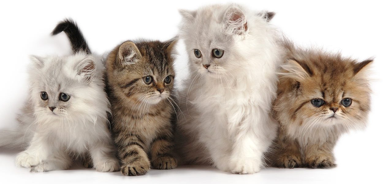 210 Noms parfaits pour les chats persans - img