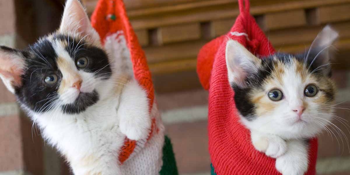 25 faits étonnants sur le chat calicot - img