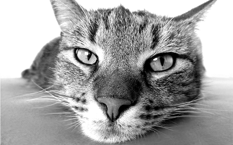 250 noms de chats géniaux - img