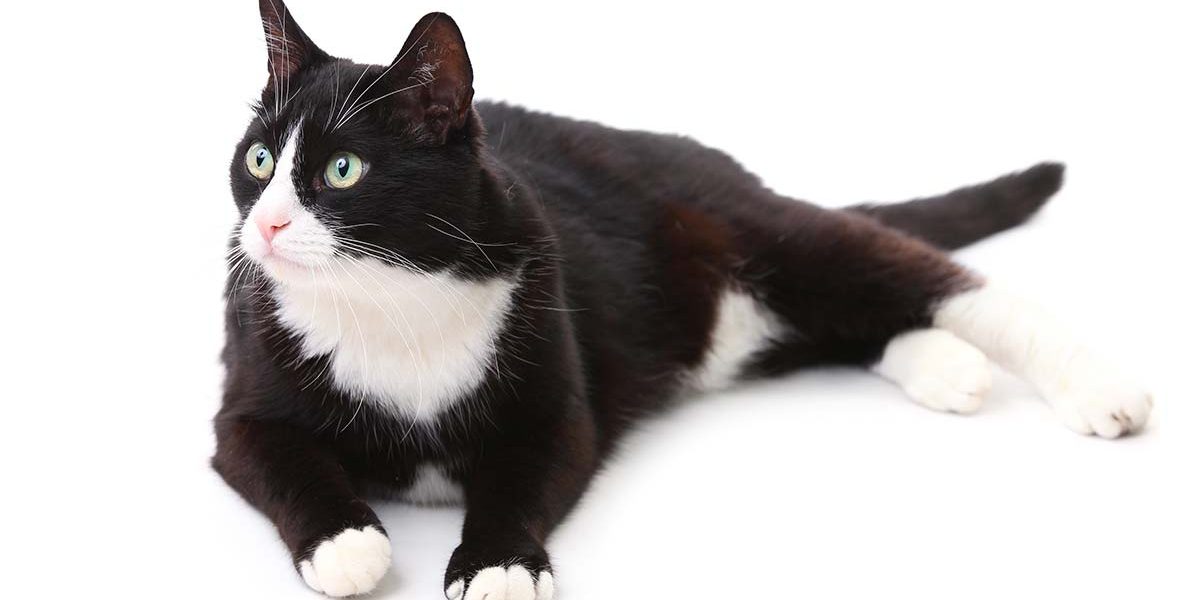 250 noms de chats noirs et blancs sympas - img