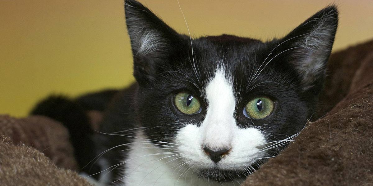 38 faits fantastiques sur le chat tuxedo - img