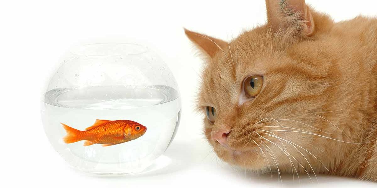 5 avantages réels de l'huile de poisson pour les chats - img