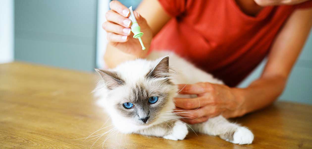 Advantix pour les chats - Un guide de sécurité important pour les propriétaires de chats - img