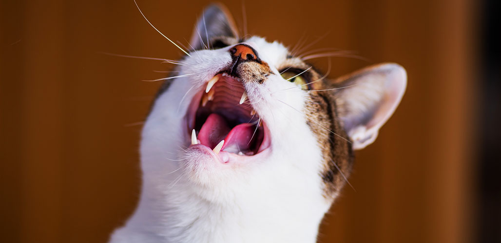 Aidez-nous ! Ma chatte est en chaleur et ne veut pas se taire - img