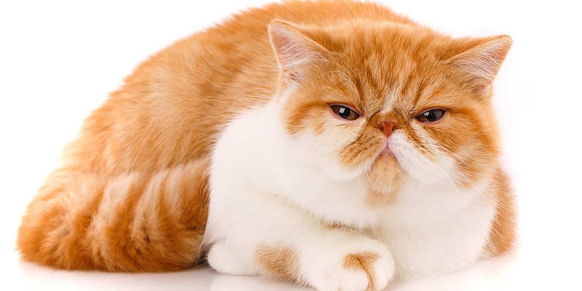 Aliments pour chats exotiques à poil court et conseils d'alimentation - img