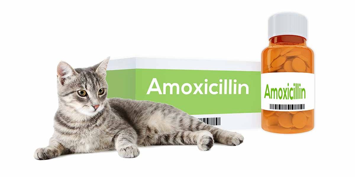 Amoxicilline pour chats - Mode d'action, posologie et effets secondaires - img