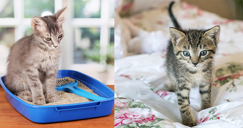 Apprentissage de la propreté chez le chat : Comment éduquer un chaton à la propreté - img