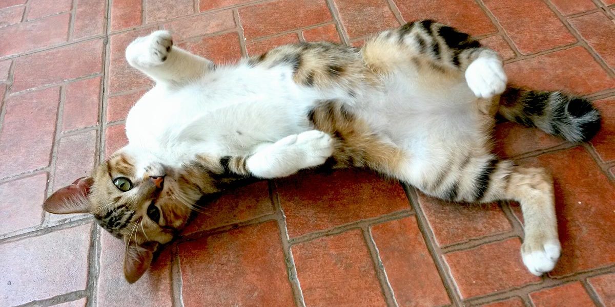 Avantages et inconvénients de la dégriffage des chats - img