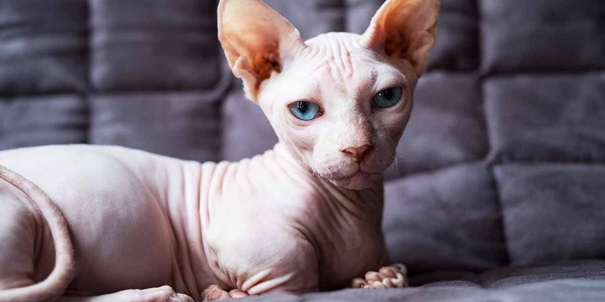 Bambino Cat - Le chat Sphynx Munchkin Mix - img