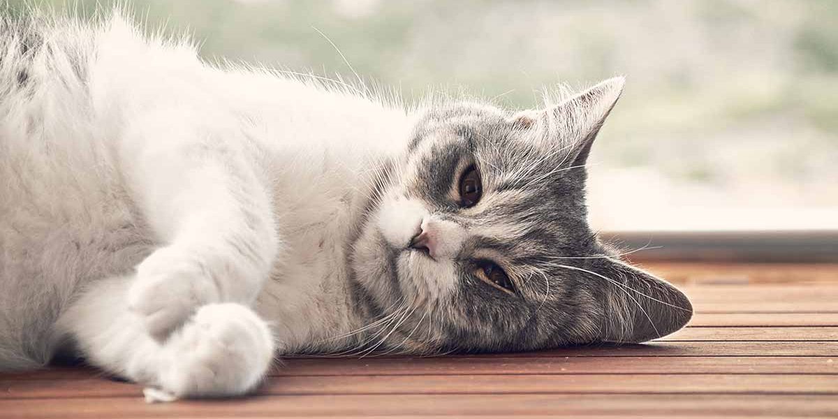 Baytril pour les chats - Dosage, utilisations et effets secondaires - img