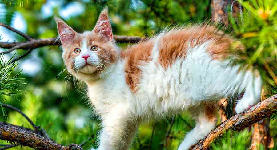 Bébé chat Maine Coon : Choisir et élever votre chaton Maine Coon - img