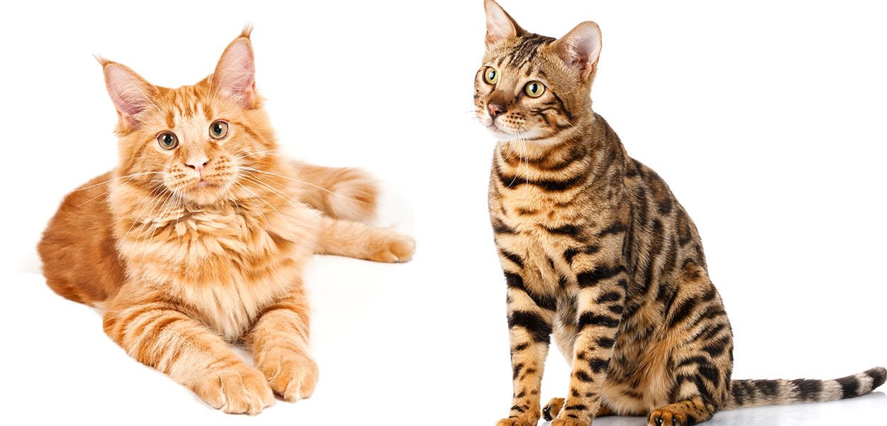 Bengal Maine Coon Mix - img