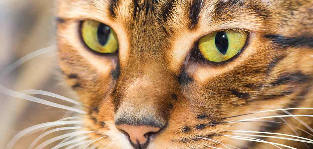 Brown Mackerel Tabby - Un guide complet pour ce magnifique motif - img