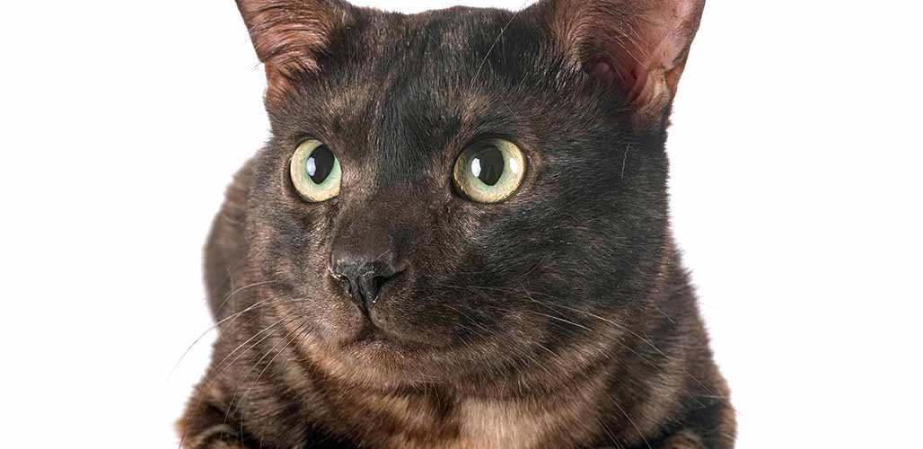 Caractéristiques de la race du chat noir du Bengale - img