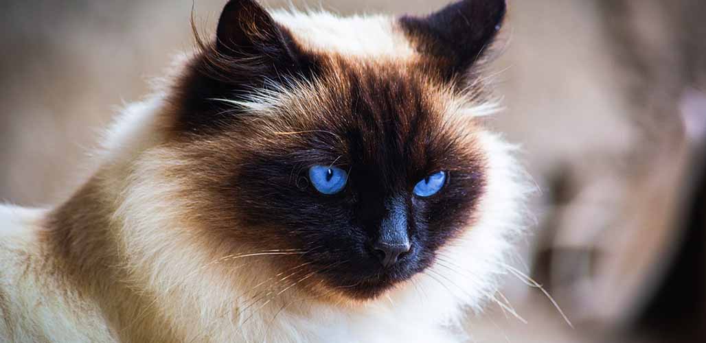 Caractéristiques de la race du chat Ragdoll de l'Himalaya - img