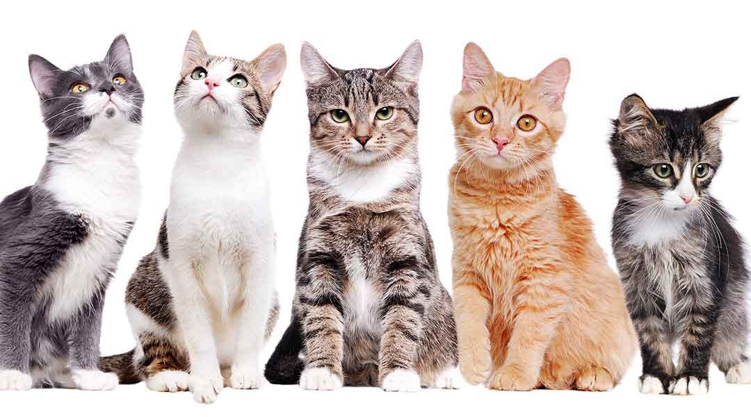 Cat Colors - Découvrez les secrets des belles fourrures des chats - img