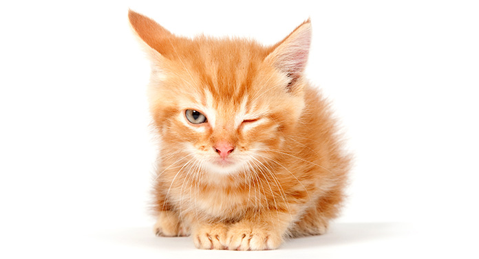Cat Facts - Les réponses à vos questions sur les chats ! - img