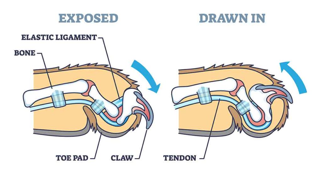 Cat Paw Anatomy Plus 25 Pawsome Facts About Your Cat s Feet Anatomie Cat Paw Anatomy Plus 25 Pawsome Facts About Your Cat s Feet Anatomie