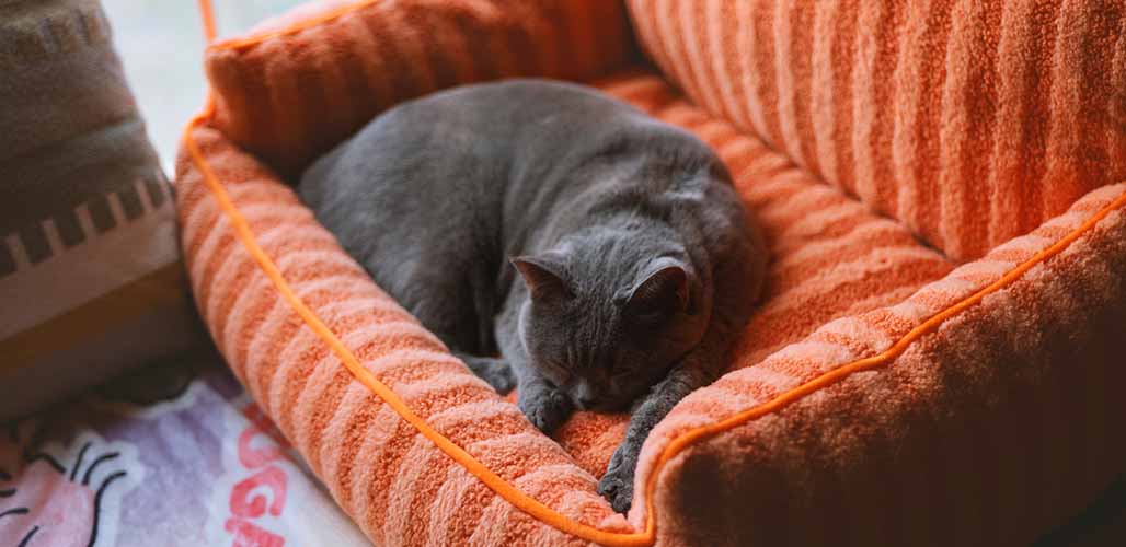 Chaque chat doit-il avoir son propre lit ? - img