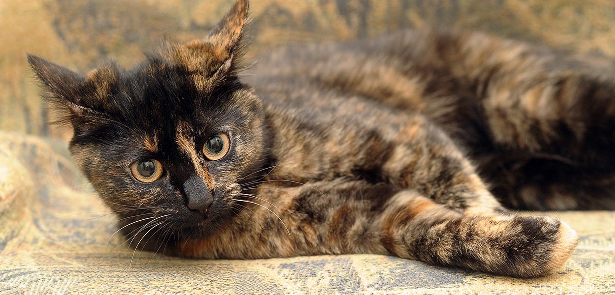 Chat à écailles de tortue : plus de 33 faits fascinants sur les chats à écailles de tortue - img