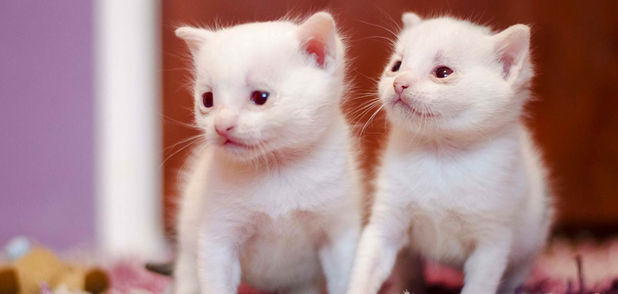 Chat albinos - La raison surprenante pour laquelle les chats albinos ne sont pas des chats blancs ! - img