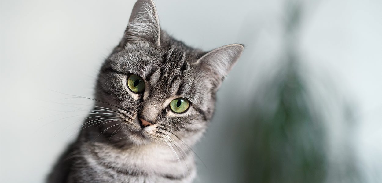 Chat américain à poil court - Est-ce l'animal de compagnie idéal ? - img
