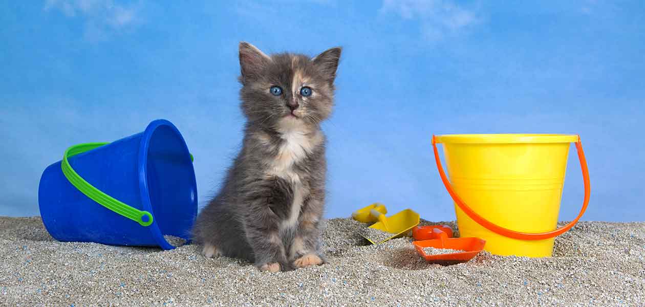 Chat bleu à écailles de tortue - Un guide pour le rare chat bleu à écailles de tortue - img