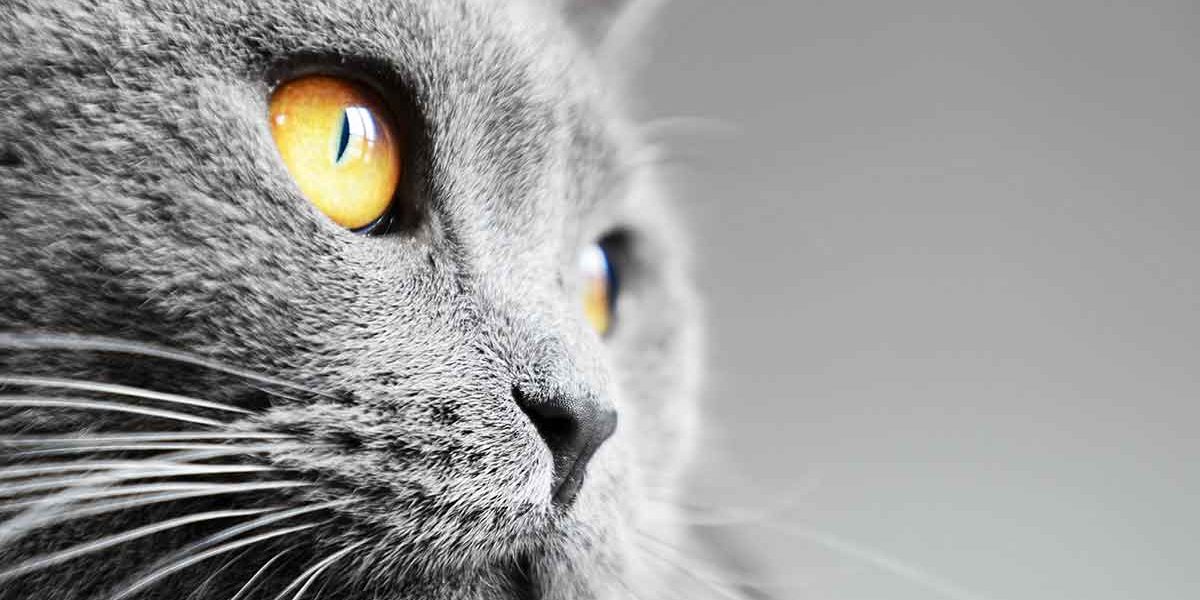 Chat bleu britannique - img