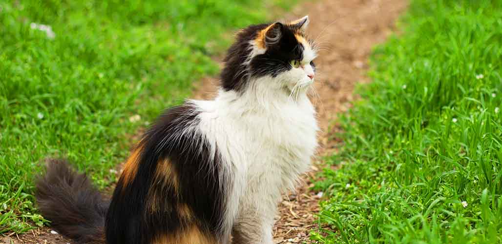 Chat Calico Ragdoll - img