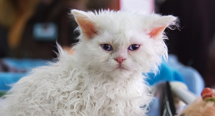Chat caniche - Tout ce qu'il faut savoir sur ce chaton frisé - img