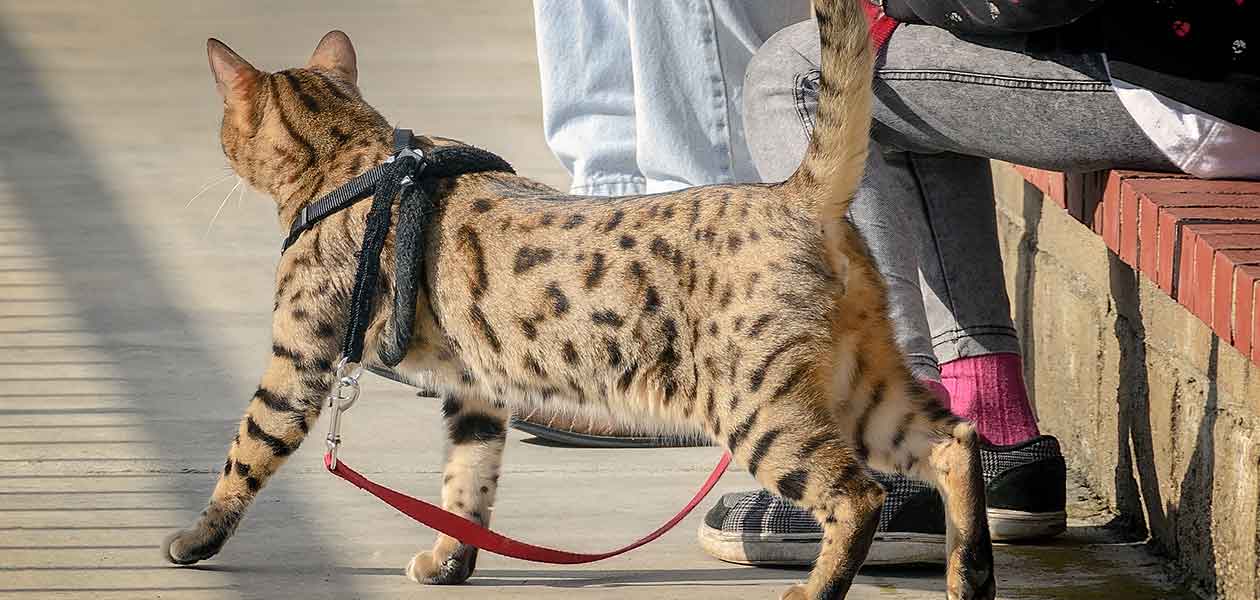 Chat Cheetoh - Un chat excitant, énorme et tacheté - img