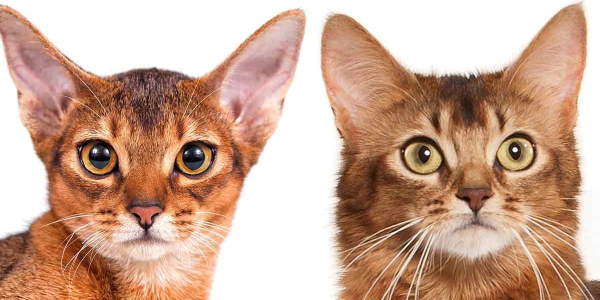 Chat d'Abyssinie ou chat de Somalie - Lequel vous convient le mieux ? - img