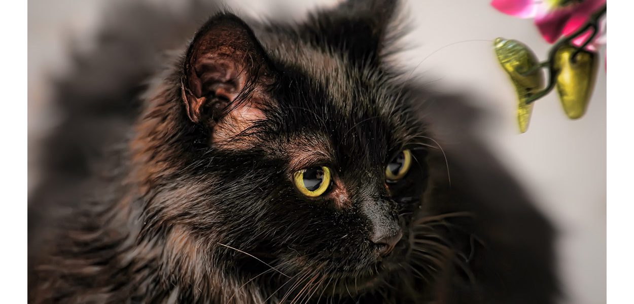 Chat de Chantilly - Une histoire de race féline à mettre en garde - img