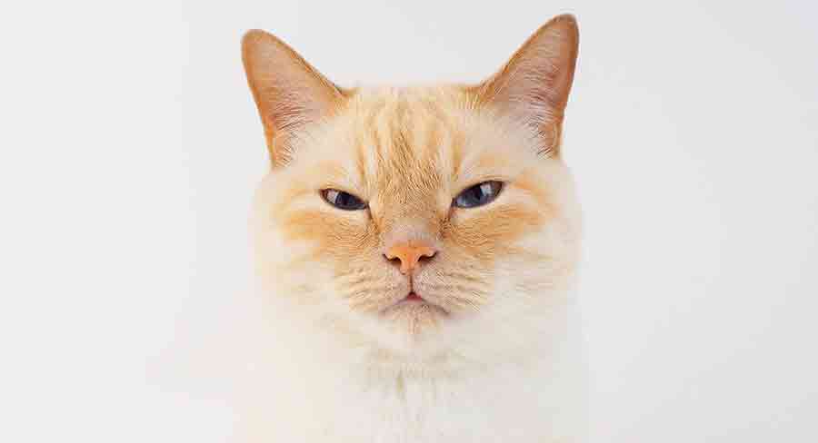 Chat de Cream Point - img