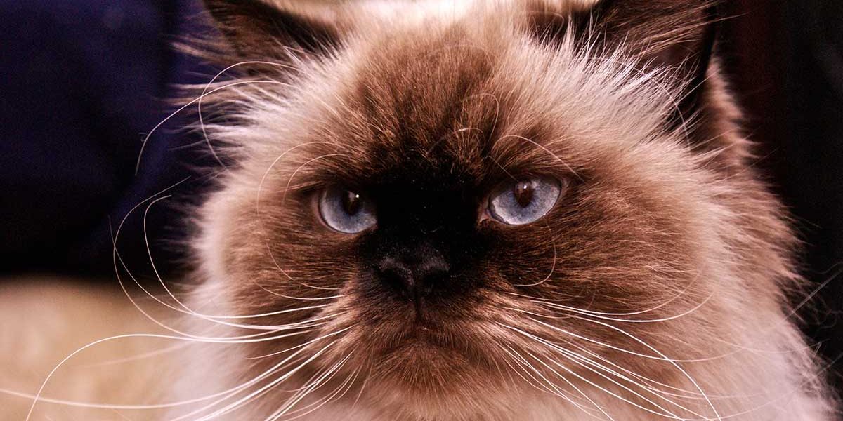 Chat de l'Himalaya - Guide de la race - img