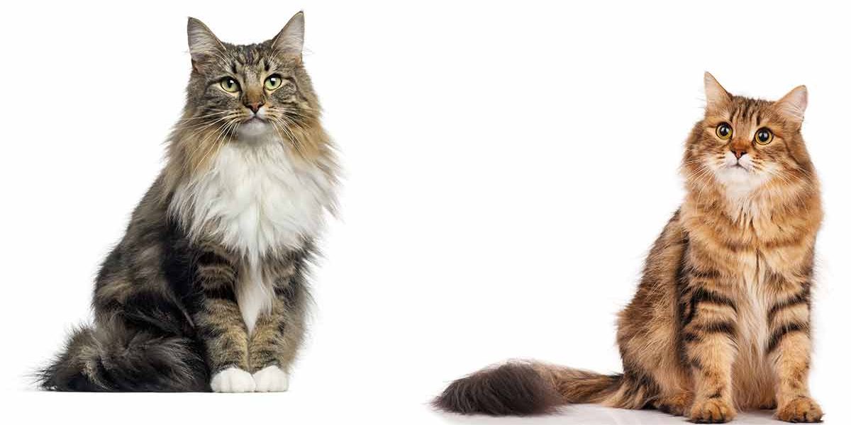 Chat des forêts norvégiennes vs chat de Sibérie - img