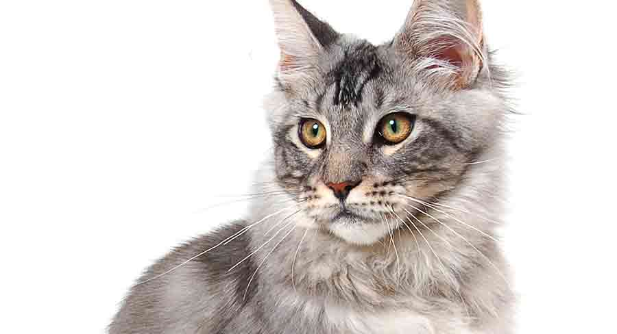 Chat gris Maine Coon - img