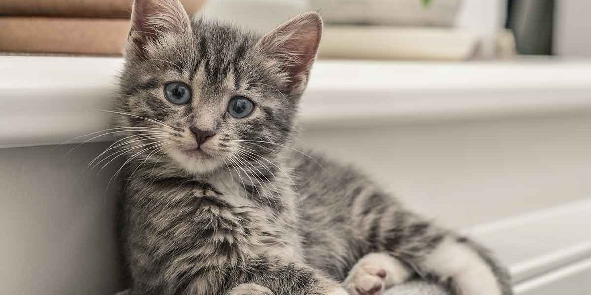 Chat gris tabby - img