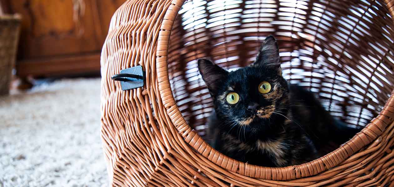Chat noir à écailles de tortue - img