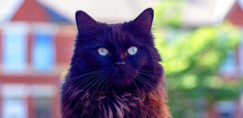 Chat noir Ragdoll - img
