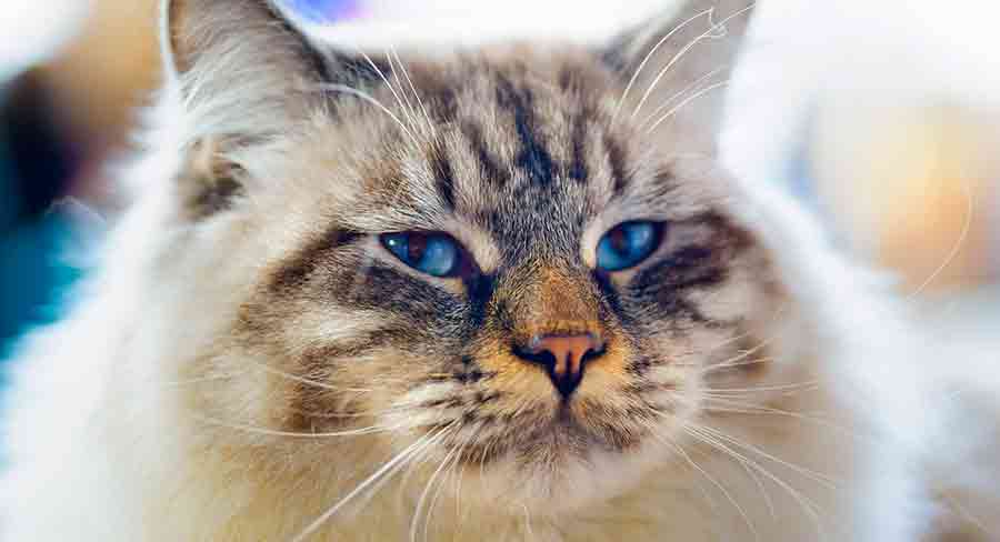 Chat ragamuffin : personnalité, taille, poids et soins - img