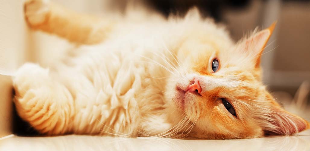 Chat Ragdoll orange - img
