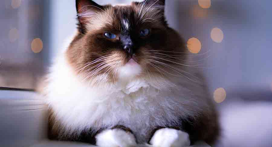 Chat Ragdoll seal mitted - img