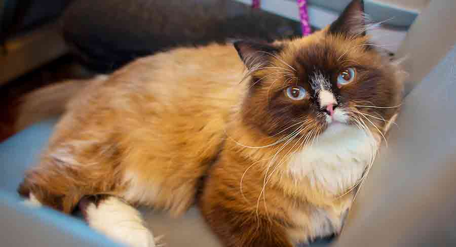 Chat Ragdoll Vison - img