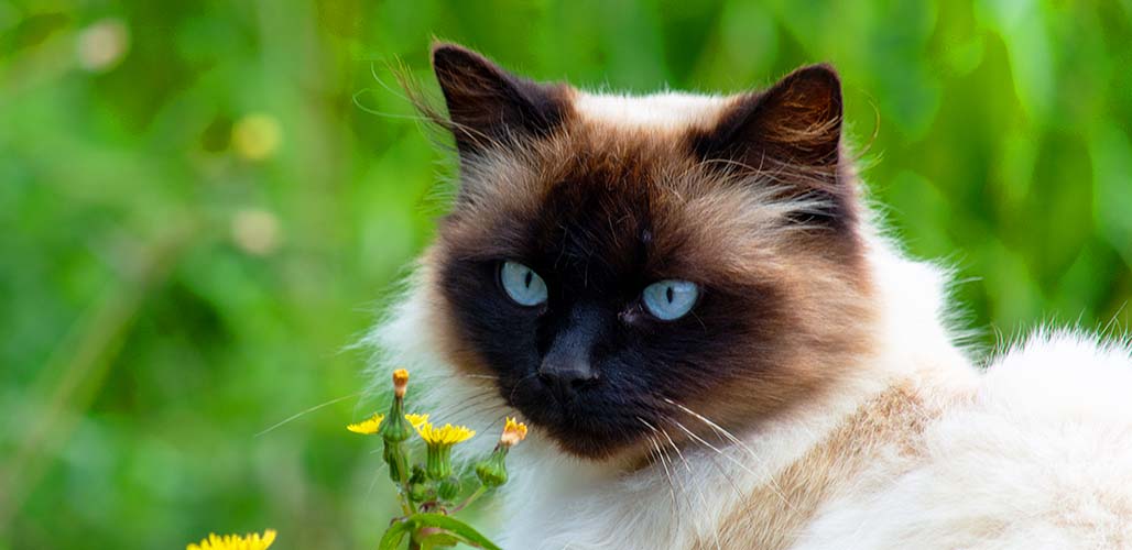 Chat siamois de l'Himalaya Couleurs et traits de caractère - img