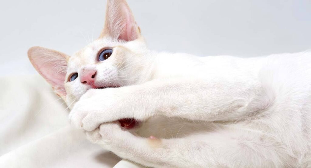 Chat siamois Flame Point - img