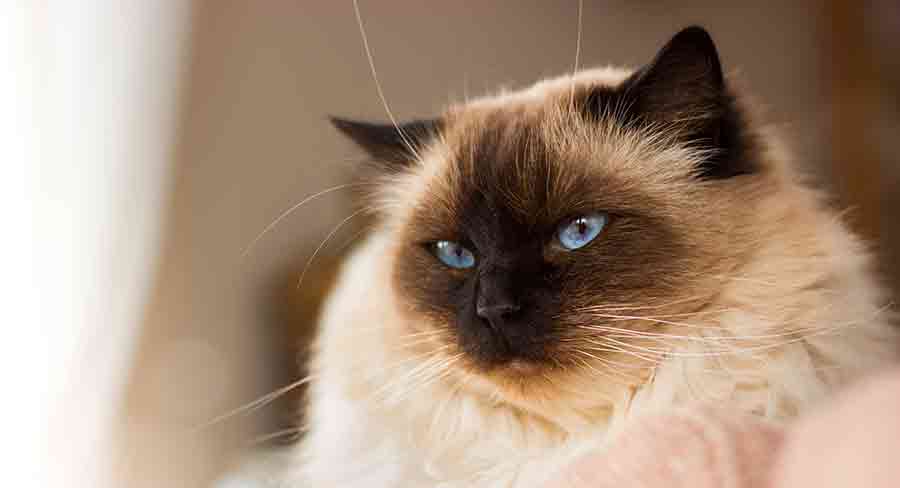 Chat siamois Ragdoll - img