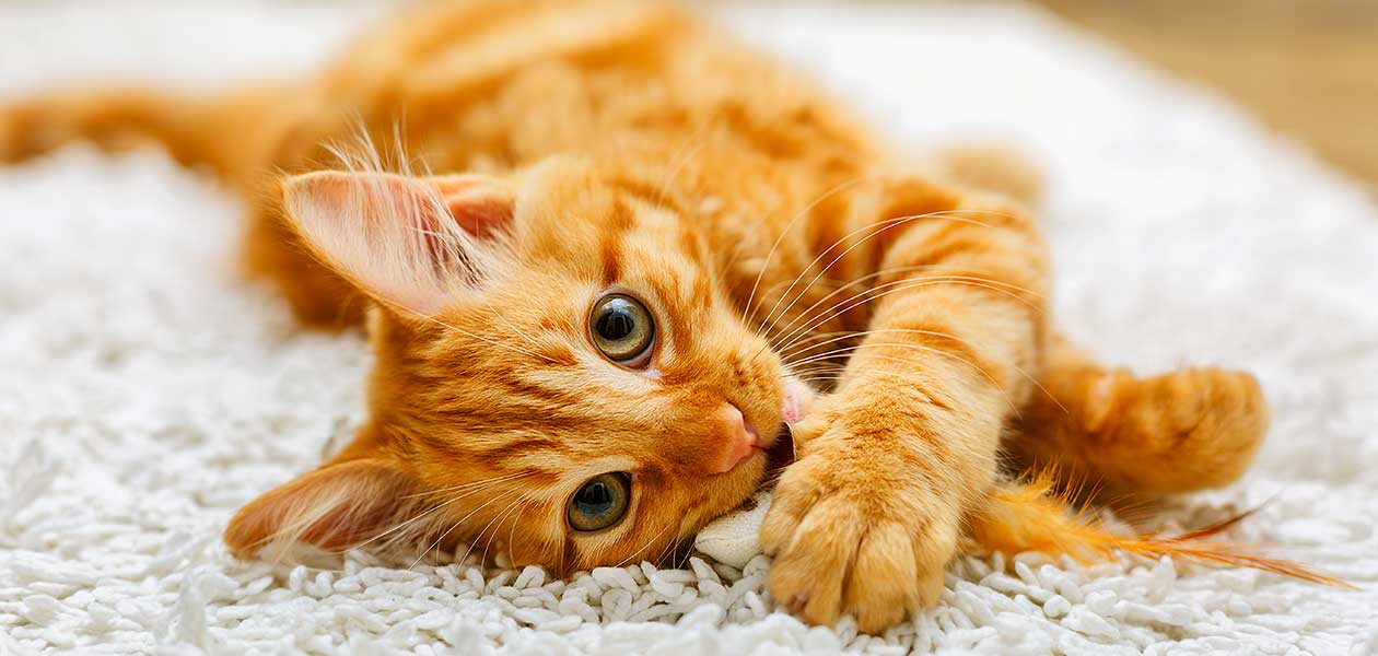 Chat tabby jaune - Votre guide pour le chat tabby pâle - img